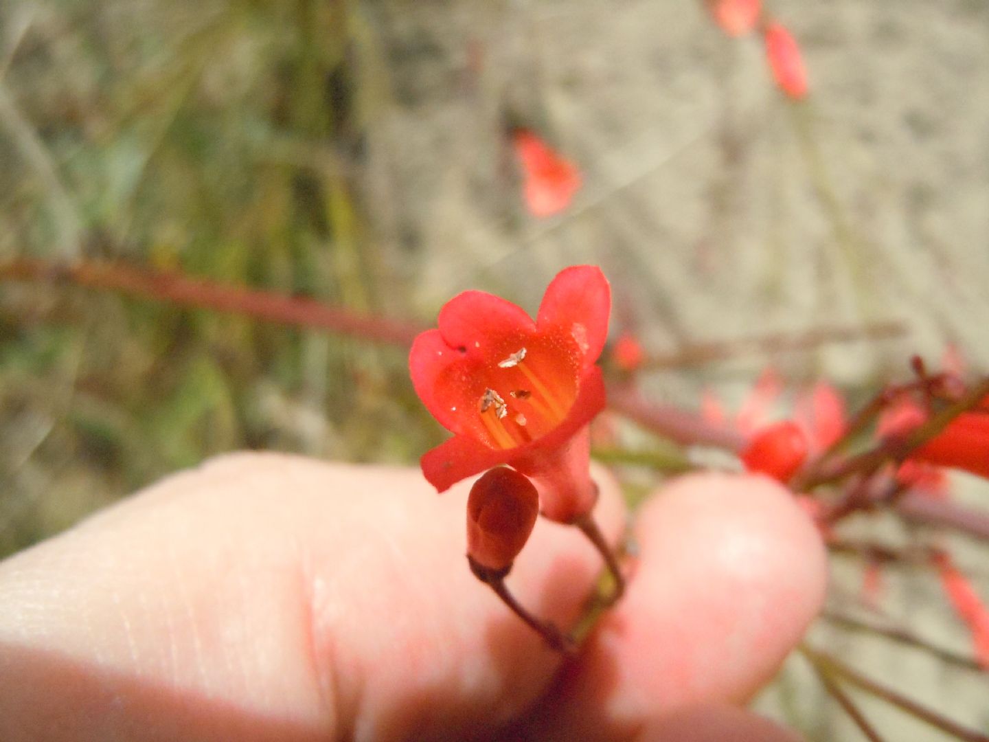 Russelia equisetiformis